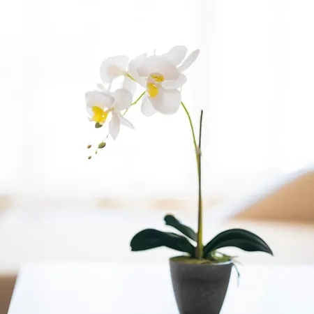 Apartamento Sveti Vlas Apartments Sveti Vlas