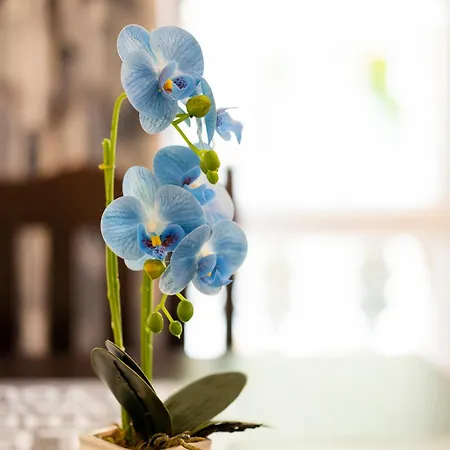 Sveti Vlas Apartments