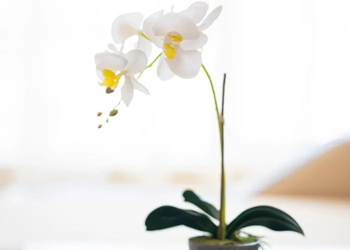 Lejlighed Sveti Vlas Apartments Sveti Vlas