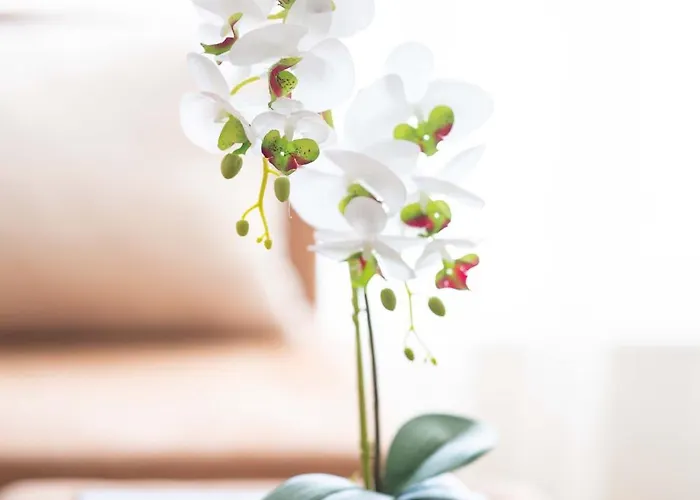 Sveti Vlas Apartments