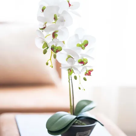 Sveti Vlas Apartments