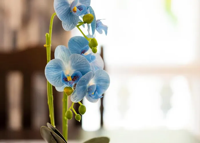 Sveti Vlas Apartments